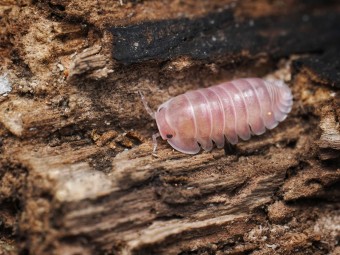 Fiche d'élevage Isopode Cubaris "Cherry Blossom" : Mutation du Red Pak Chong