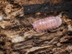 Fiche d'élevage Isopode Cubaris "Cherry Blossom" : Mutation du Red Pak Chong