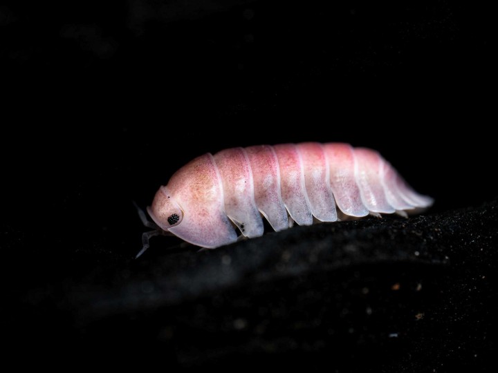 Fiche d'élevage Isopode Cubaris "Cherry Blossom" : Mutation du Red Pak Chong