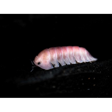 Fiche d'élevage Isopode Cubaris "Cherry Blossom" : Mutation du Red Pak Chong