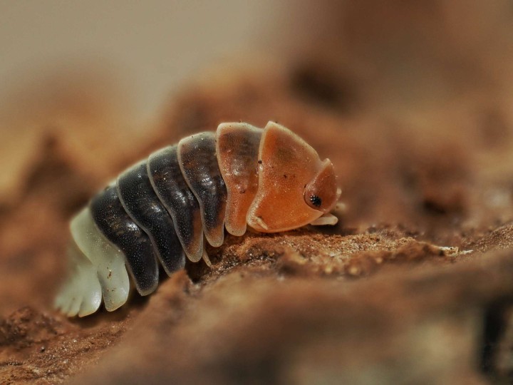 Fiche d'élevage Isopode Cubaris "Daxin Tricolor" : Le Bijou de Chine