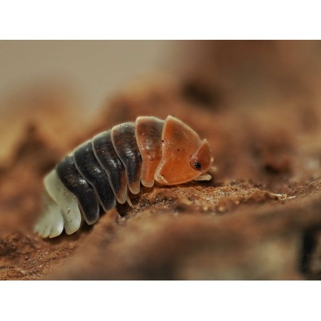 Fiche d'élevage Isopode Cubaris "Daxin Tricolor" : Le Bijou de Chine