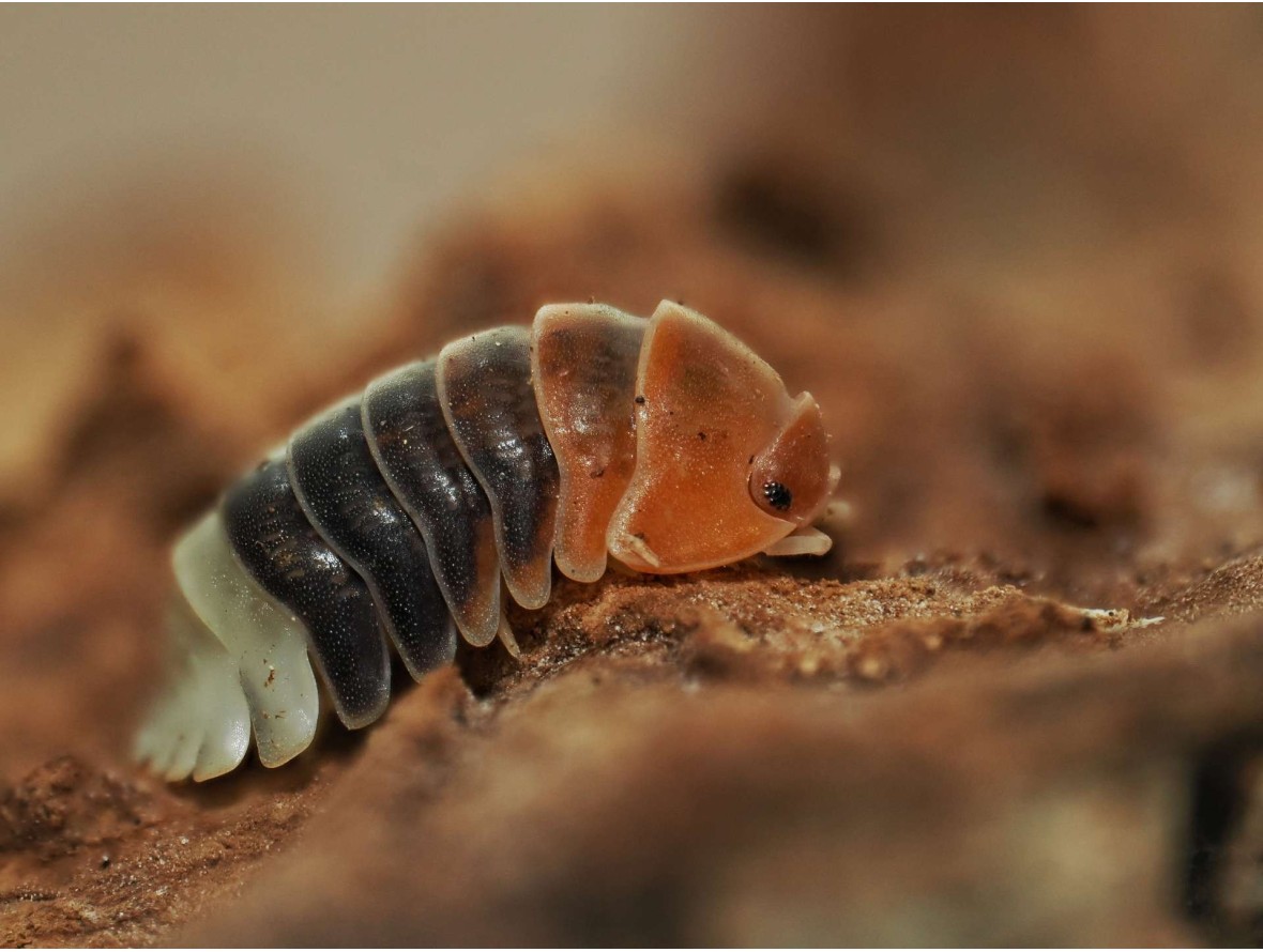 Fiche d'élevage Isopode Cubaris "Daxin Tricolor" : Le Bijou de Chine