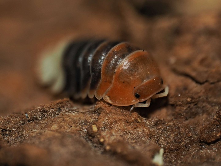 Fiche d'élevage Isopode Cubaris "Daxin Tricolor" : Le Bijou de Chine