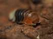 Fiche d'élevage Isopode Cubaris "Daxin Tricolor" : Le Bijou de Chine