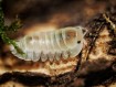 Fiche d'élevage Isopode Cubaris "Opal" : Souche Porteuse d'Albinos