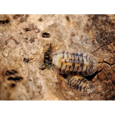 Fiche d'élevage Isopode Cubaris "Opal" : Souche Porteuse d'Albinos