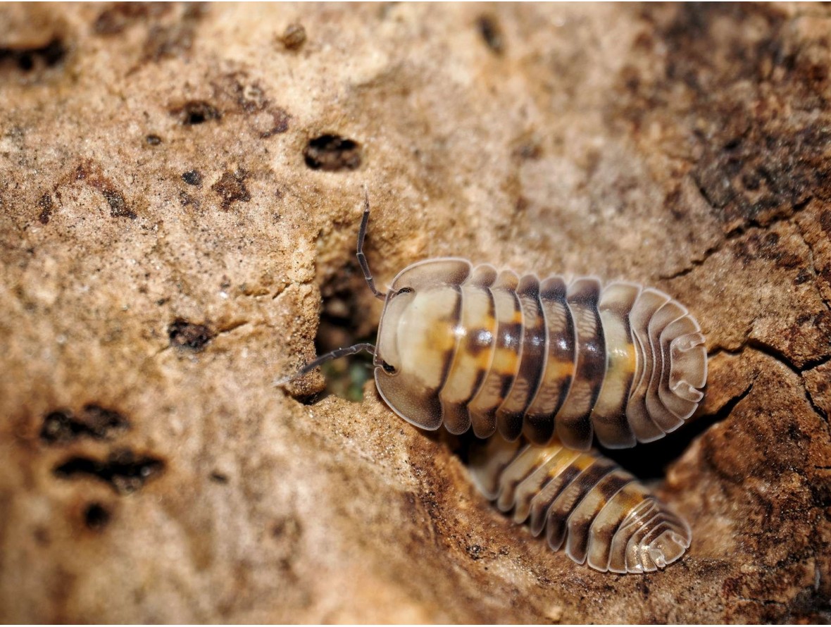 Fiche d'élevage Isopode Cubaris "Opal" : Souche Porteuse d'Albinos