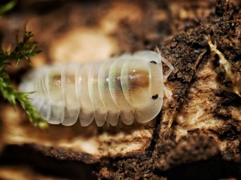 Fiche d'élevage Isopode Cubaris "Opal" : Souche Porteuse d'Albinos