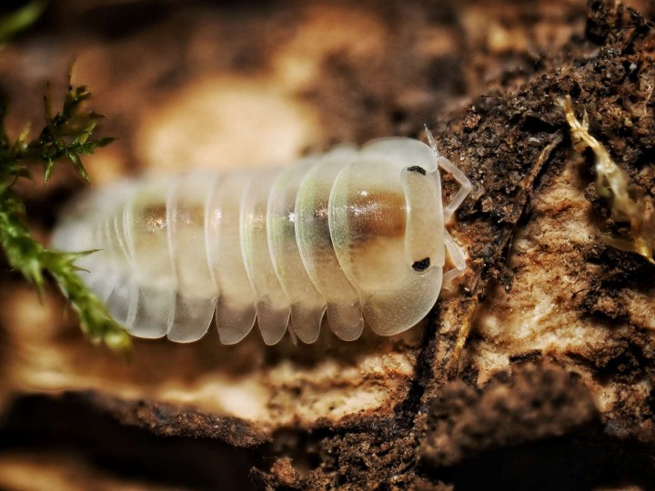 Fiche d'élevage Isopode Cubaris "Opal" : Souche Porteuse d'Albinos