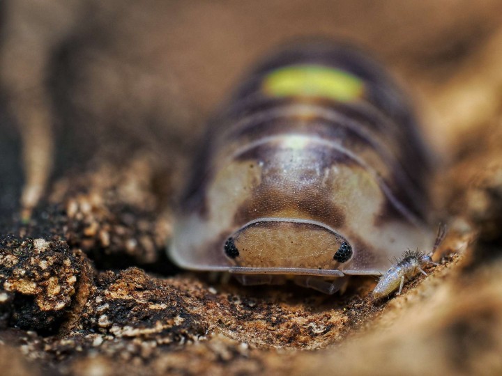 Fiche d'élevage Isopode Cubaris "Amber Firefly" LCF : Le Cloporte Luciole