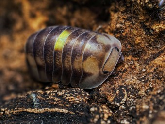 Fiche d'élevage Isopode Cubaris "Amber Firefly" LCF : Le Cloporte Luciole