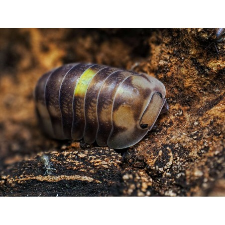 Fiche d'élevage Isopode Cubaris "Amber Firefly" LCF : Le Cloporte Luciole