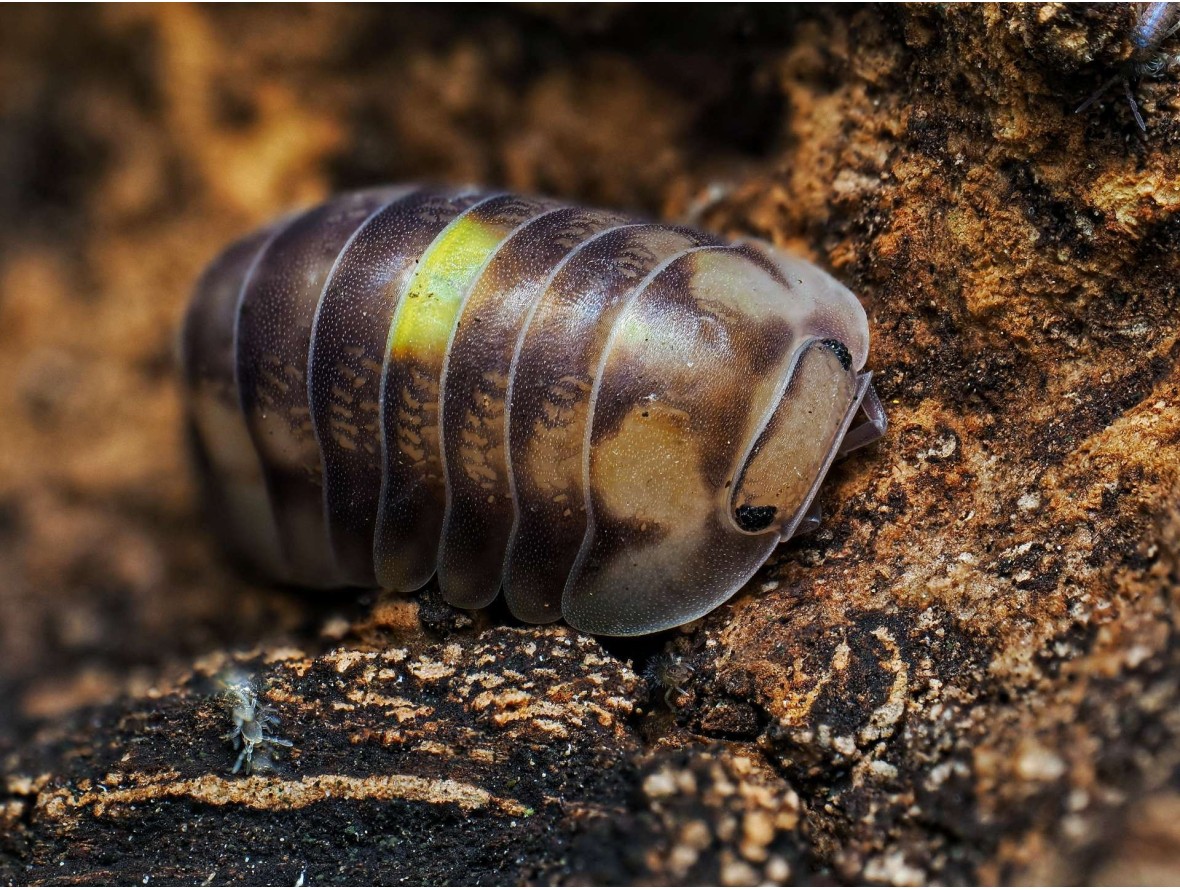 Fiche d'élevage Isopode Cubaris "Amber Firefly" LCF : Le Cloporte Luciole