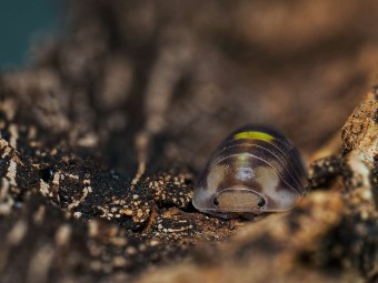 Fiche d'élevage Isopode Cubaris "Amber Firefly" LCF : Le Cloporte Luciole