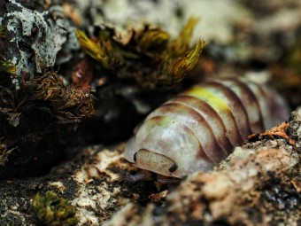 Fiche d'élevage Isopode Cubaris "Amber Firefly" LCF : Le Cloporte Luciole