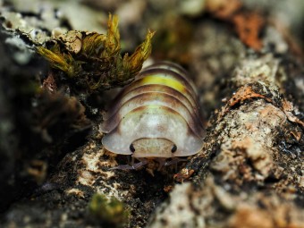 Fiche d'élevage Isopode Cubaris "Amber Firefly" LCF : Le Cloporte Luciole