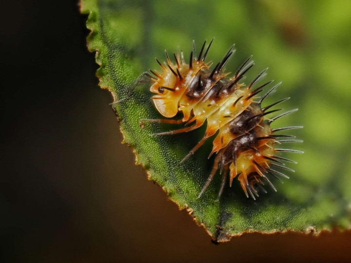 Fiche d'élevage Isopode Laureola "Durian Spiky" Orange & Noir