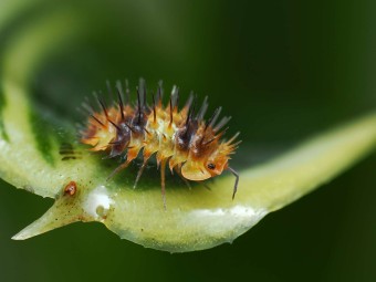 Fiche d'élevage Isopode Laureola "Durian Spiky" Orange & Noir