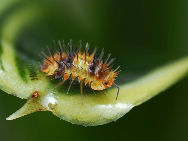Fiche d'élevage Isopode Laureola "Durian Spiky" Orange & Noir