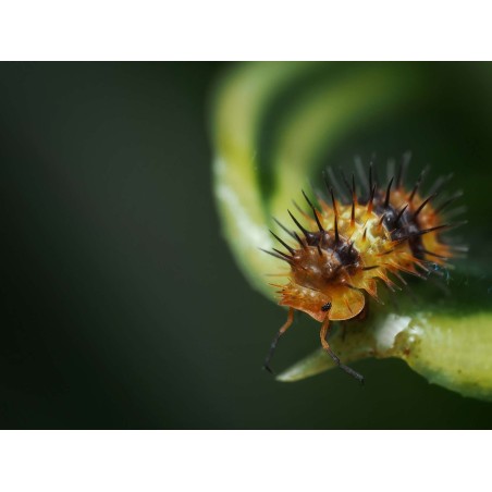 Fiche d'élevage Isopode Laureola "Durian Spiky" Orange & Noir