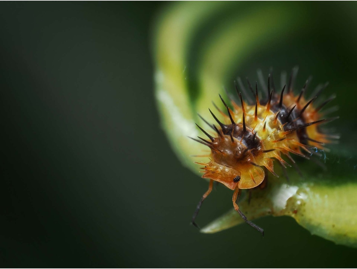 Fiche d'élevage Isopode Laureola "Durian Spiky" Orange & Noir