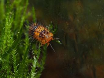 Fiche d'élevage Isopode Laureola "Durian Spiky" Orange & Noir