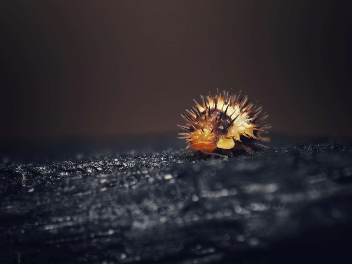 Fiche d'élevage Isopode Laureola "White Stripe Spiky" : Le Cloporte Épineux à Ligne Blanche