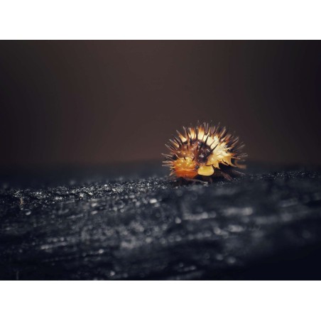 Fiche d'élevage Isopode Laureola "White Stripe Spiky" : Le Cloporte Épineux à Ligne Blanche