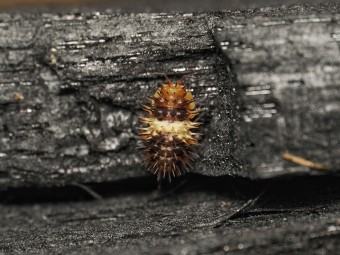 Fiche d'élevage Isopode Laureola "White Stripe Spiky" : Le Cloporte Épineux à Ligne Blanche