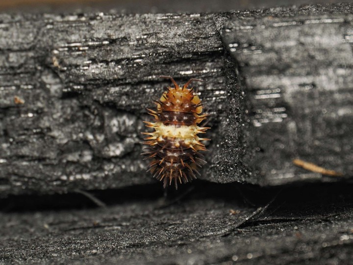 Fiche d'élevage Isopode Laureola "White Stripe Spiky" : Le Cloporte Épineux à Ligne Blanche