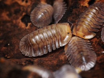 Fiche d'élevage Isopode Troglodillo "Porcelain" : Le Géant de Porcelaine