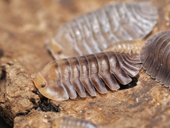 Fiche d'élevage Isopode Troglodillo "Porcelain" : Le Géant de Porcelaine