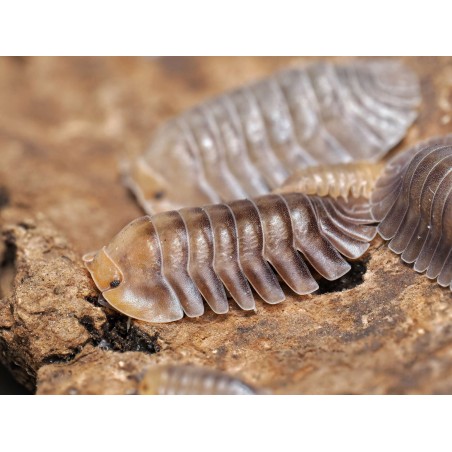 Fiche d'élevage Isopode Troglodillo "Porcelain" : Le Géant de Porcelaine
