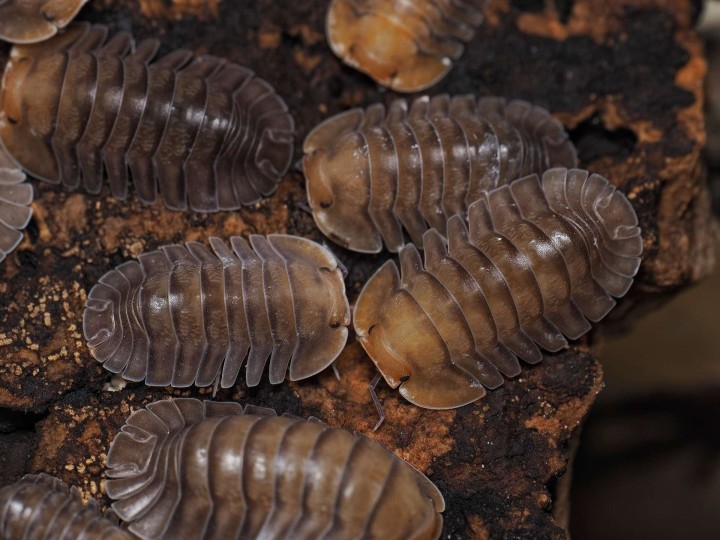 Fiche d'élevage Isopode Troglodillo "Porcelain" : Le Géant de Porcelaine