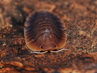 Fiche d'élevage Isopode Troglodillo "Vex" : Le Géant Orange & Bleu