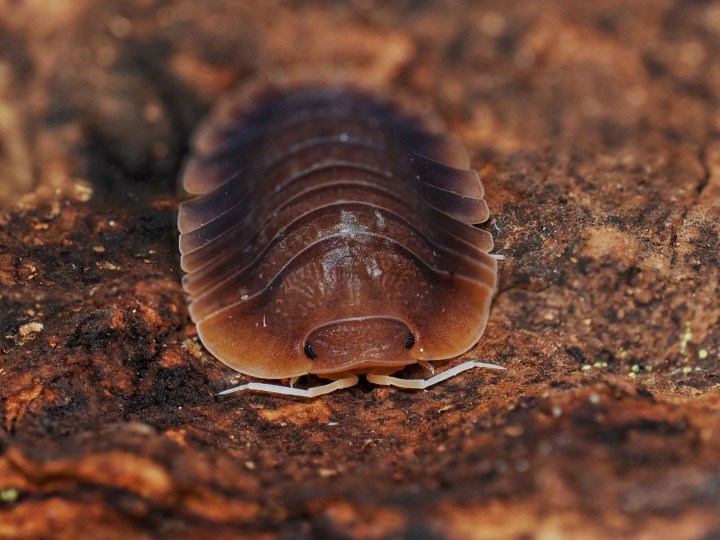 Fiche d'élevage Isopode Troglodillo "Vex" : Le Géant Orange & Bleu