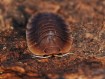 Fiche d'élevage Isopode Troglodillo "Vex" : Le Géant Orange & Bleu