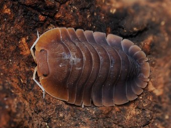 Fiche d'élevage Isopode Troglodillo "Vex" : Le Géant Orange & Bleu