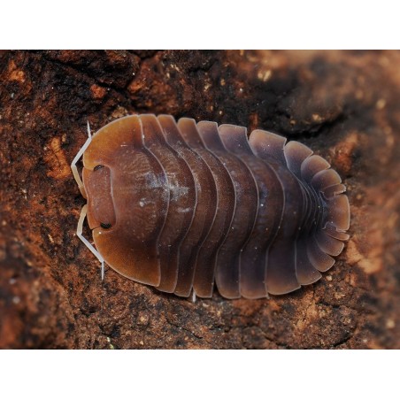 Fiche d'élevage Isopode Troglodillo "Vex" : Le Géant Orange & Bleu