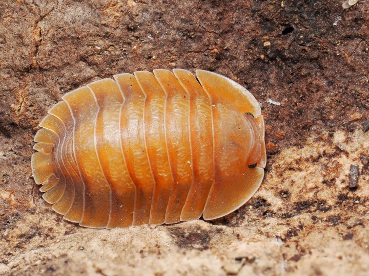 Fiche d'élevage Isopode Troglodillo "Vex" : Le Géant Orange & Bleu
