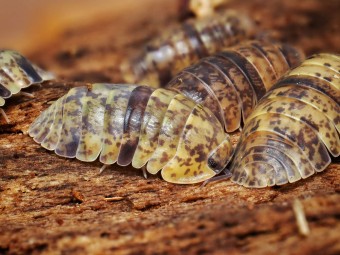 Fiche d'élevage Isopode Filipinodillo "Camarines Sur" : Le Géant des Philippines