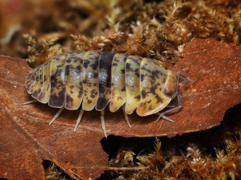 Fiche d'élevage Isopode Filipinodillo "Camarines Sur" : Le Géant des Philippines