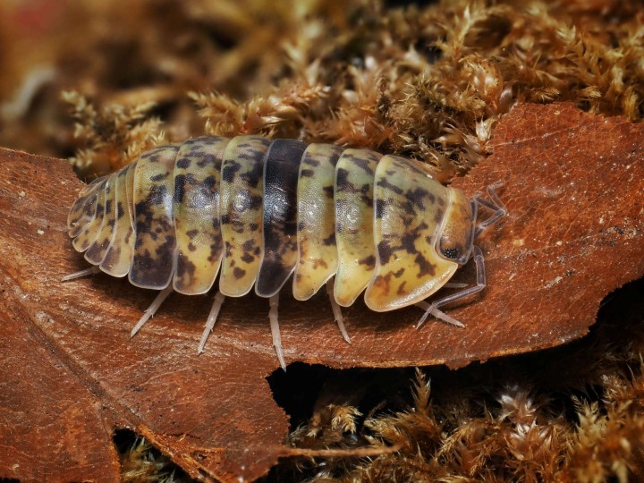 Fiche d'élevage Isopode Filipinodillo "Camarines Sur" : Le Géant des Philippines