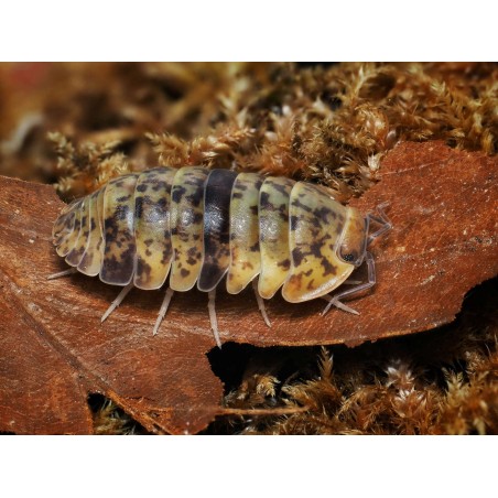 Fiche d'élevage Isopode Filipinodillo "Camarines Sur" : Le Géant des Philippines