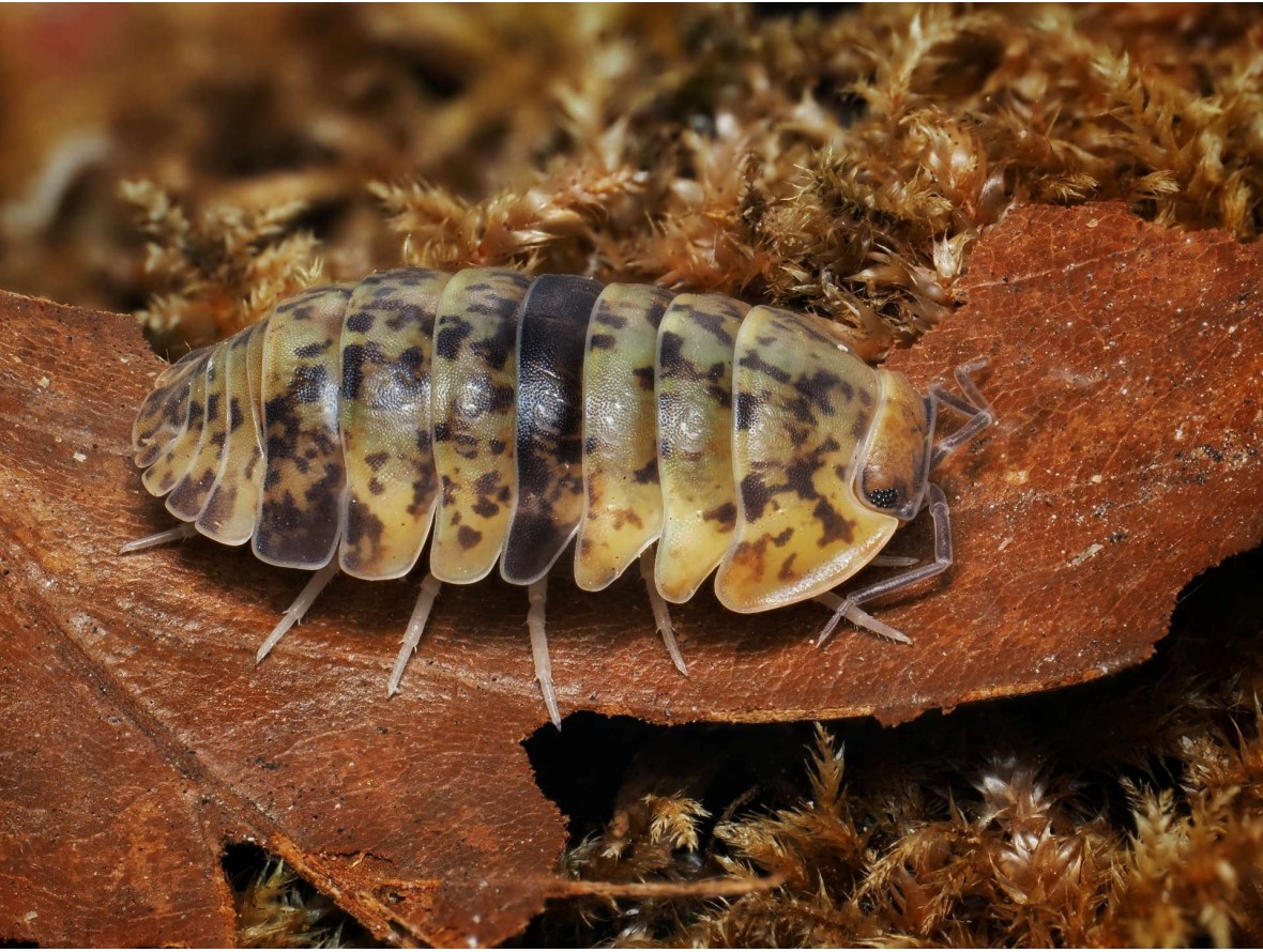 Fiche d'élevage Isopode Filipinodillo "Camarines Sur" : Le Géant des Philippines