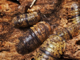 Fiche d'élevage Isopode Filipinodillo "Camarines Sur" : Le Géant des Philippines