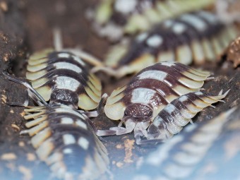 Fiche d'élevage Porcellio expansus "Tortosa" : Le Géant d'Espagne