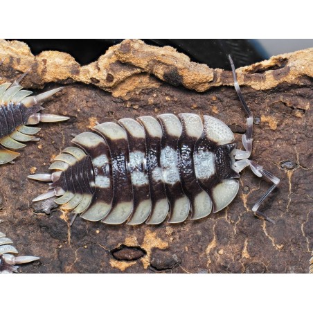 Fiche d'élevage Porcellio expansus "Tortosa" : Le Géant d'Espagne
