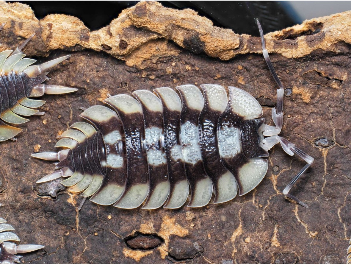 Fiche d'élevage Porcellio expansus "Tortosa" : Le Géant d'Espagne